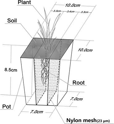 Insight Into the Variation of Bacterial Structure in Atrazine-Contaminated Soil Regulating by Potential Phytoremediator: Pennisetum americanum (L.) K. Schum